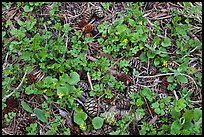 Close-up of forest floor with flowers, shamrocks, and cones. Sequoia National Park, California, USA. (color)