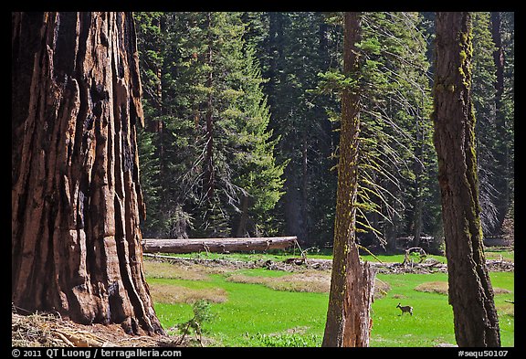 Huckleberry Meadow, sequoia and deer. Sequoia National Park, California, USA.