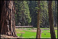 Huckleberry Meadow, sequoia and deer. Sequoia National Park, California, USA. (color)