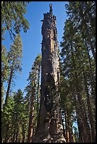Dead Giant. Sequoia National Park, California, USA. (color)