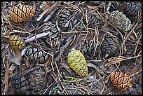 Close-up of cones of the sequoia trees. Sequoia National Park, California, USA.