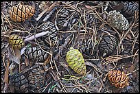 Pictures of Pine cones