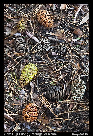 Close-up of fallen sequoia cones. Sequoia National Park, California, USA.