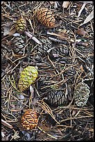 Close-up of fallen sequoia cones. Sequoia National Park, California, USA.