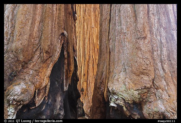 Bark at the base of sequoia group. Sequoia National Park (color)