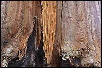 Bark at the base of sequoia group. Sequoia National Park, California, USA.