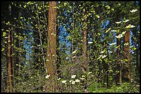 Dogwood in bloom and grove of sequoia trees. Sequoia National Park, California, USA.