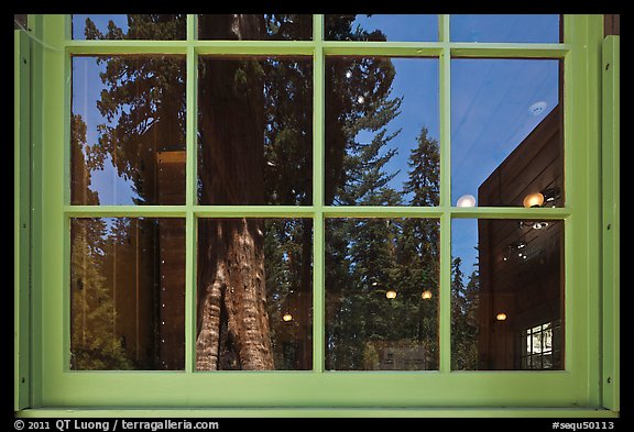 Sentinel tree, Giant Forest Museum window reflexion. Sequoia National Park, California, USA.