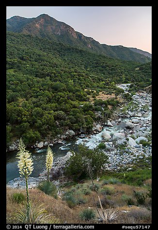 Yuccas, middle Fork of Kaweah River. Sequoia National Park (color)