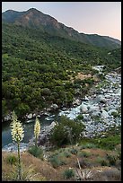 Yuccas, middle Fork of Kaweah River. Sequoia National Park ( color)