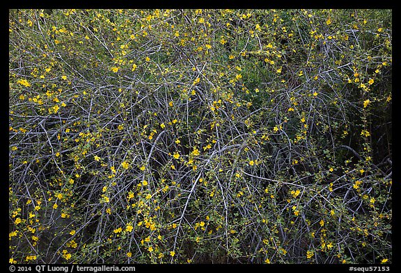 Branches and yellow blooms. Sequoia National Park (color)