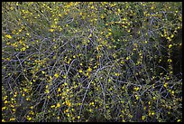 Branches and yellow blooms. Sequoia National Park ( color)