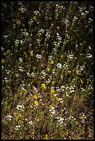 White and yellow wildflowers. Sequoia National Park ( color)