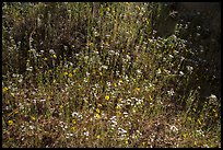 Carpet of yellow and white flowers. Sequoia National Park ( color)