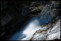 Tree and water flowing in gorge, Marble Fall. Sequoia National Park ( color)