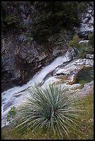 Yucca and gorge of the Kaweah River. Sequoia National Park ( color)