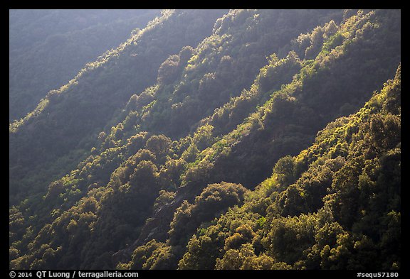 Forested canyon slopes, Marble fork of Kaweah River. Sequoia National Park (color)