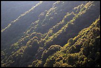 Forested canyon slopes, Marble fork of Kaweah River. Sequoia National Park ( color)