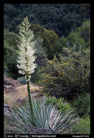Flowering yucca and trees in spring. Sequoia National Park (color)