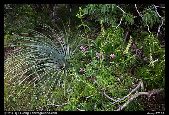 Wildflowers and buckeye blooms. Sequoia National Park (color)