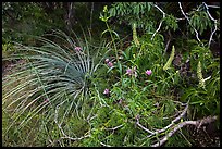 Wildflowers and buckeye blooms. Sequoia National Park ( color)