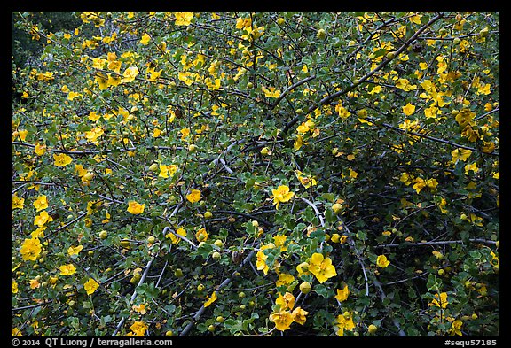 Multiple yellow blooms on tree. Sequoia National Park (color)