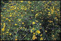 Multiple yellow blooms on tree. Sequoia National Park ( color)