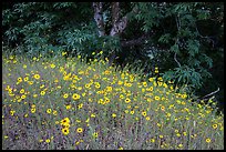 Carpet of yellow flowers and oak trees. Sequoia National Park ( color)