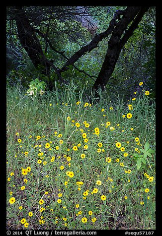 Yellow wildflowers and oaks. Sequoia National Park (color)