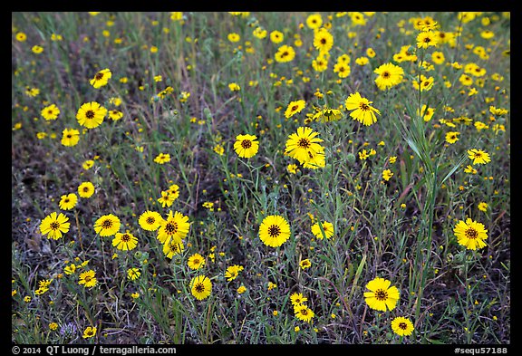 Yellow flowers carpetting the ground. Sequoia National Park (color)
