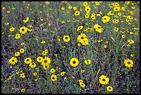 Yellow flowers carpetting the ground. Sequoia National Park ( color)