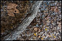 Ground view with branch under oak tree. Sequoia National Park ( color)