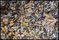 Ground view with fallen acorns. Sequoia National Park ( color)