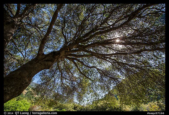 Looking up branches of oak tree in spring and sun. Sequoia National Park (color)