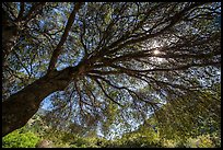 Looking up branches of oak tree in spring and sun. Sequoia National Park ( color)