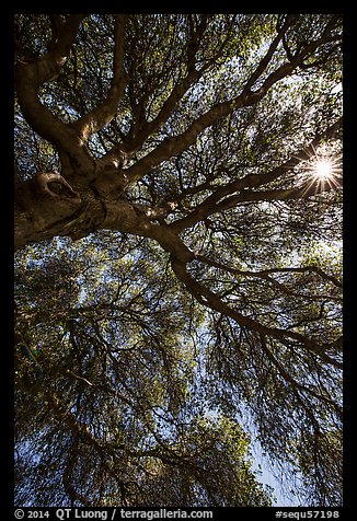 Looking up branches of oak tree and sunstar. Sequoia National Park (color)