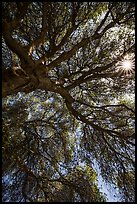 Looking up branches of oak tree and sunstar. Sequoia National Park ( color)