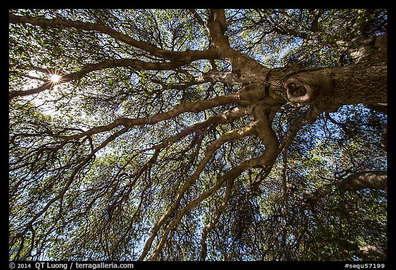 Branches of oak tree in spring and sunburst. Sequoia National Park (color)