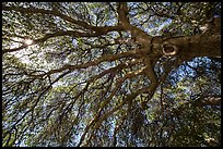 Branches of oak tree in spring and sunburst. Sequoia National Park ( color)