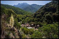 Yucca and Middle Fork of the Kaweah River. Sequoia National Park ( color)