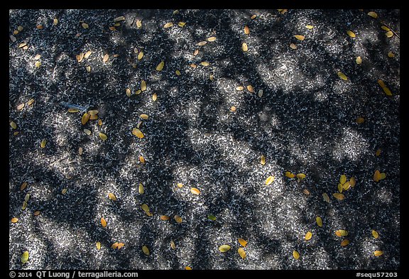 Shadows and fallen leaves on rock slab. Sequoia National Park (color)