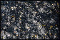 Shadows and fallen leaves on rock slab. Sequoia National Park ( color)