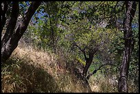 Oak trees and grasses in spring near Ash Peaks. Sequoia National Park ( color)