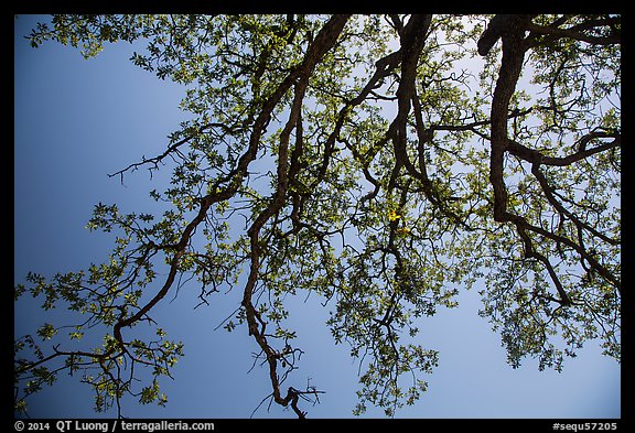 Looking up branches of oak tree with new leaves. Sequoia National Park (color)