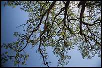 Looking up branches of oak tree with new leaves. Sequoia National Park ( color)