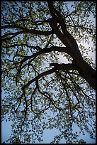 Branches of oak tree with new leaves. Sequoia National Park ( color)