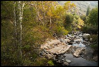 Creek in autumn. Sequoia National Park ( color)