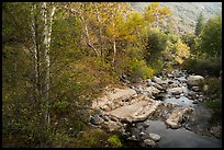 Creek in autumn. Sequoia National Park ( color)