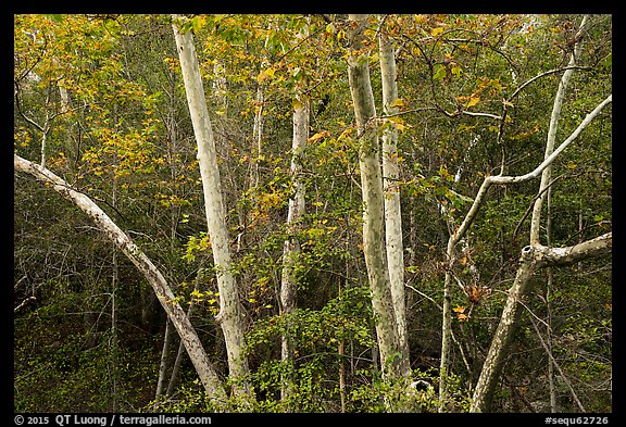 Trees in autumn, foothills. Sequoia National Park, California, USA.