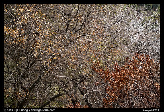 Tangle of bare tree branches and branches with faded leaves. Sequoia National Park, California, USA.